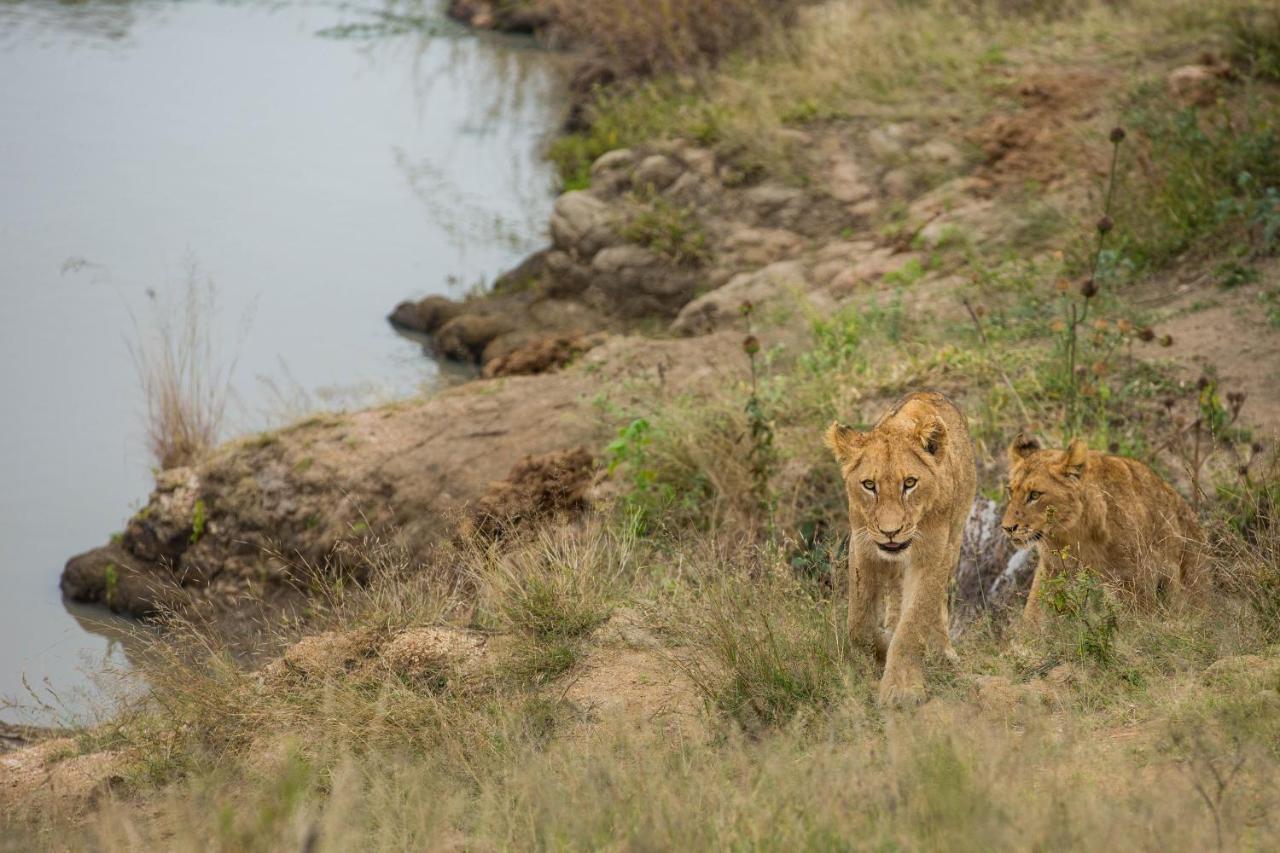 Hamiltons Tented Camp Mluwati Concession Bagian luar foto