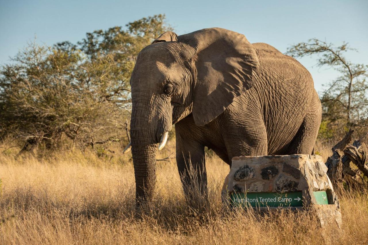 Hamiltons Tented Camp Mluwati Concession Bagian luar foto